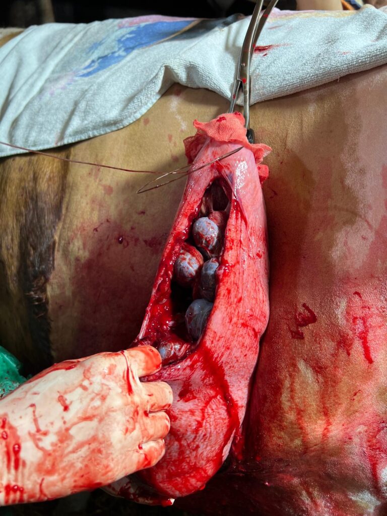 Kaiserschnitt Kuh_Uterusnaht
